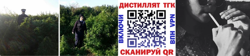 где купить наркотик  Петухово  Дистиллят ТГК THC oil 